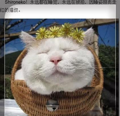 娱乐吃瓜君面包猫,面包猫背后的故事与魅力