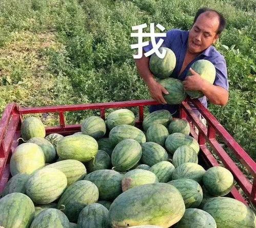 娱乐圈吃瓜是什么,揭秘明星背后的故事与真相