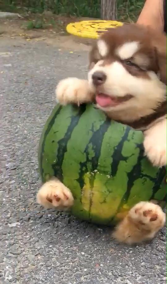 娱乐吃瓜狗,吃瓜狗带你探秘明星幕后故事