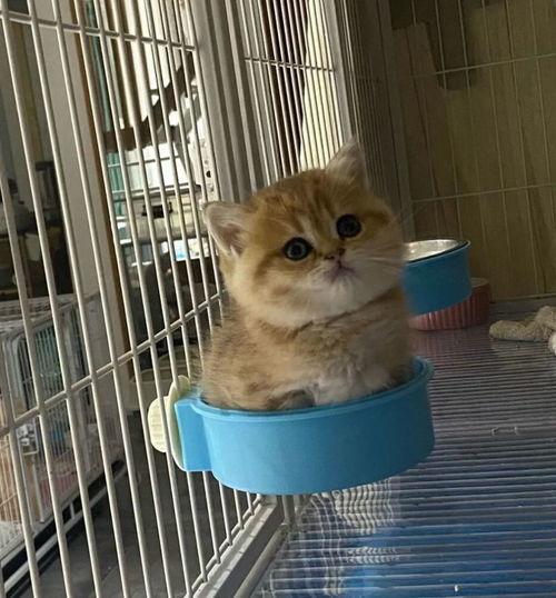 娱乐吃瓜茶小猫,揭秘茶小猫的瓜界传奇