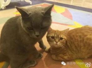 娱乐圈吃瓜猫咪是谁呀