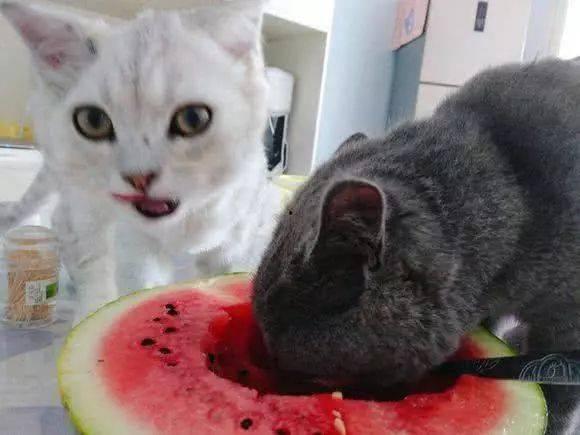 娱乐圈吃瓜猫咪是谁呀