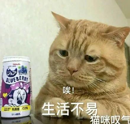 娱乐圈吃瓜猫咪是谁呀